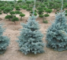 ´Moerhem´ Colorado Blue Spruce